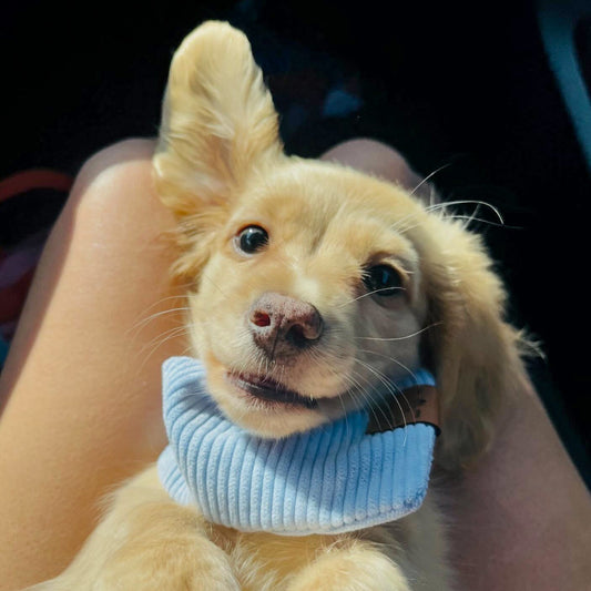 Blue Hydrangea Bandana