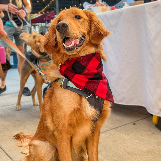 Red Plaid Bandana