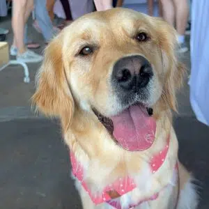 Dog Bandana Coral Pink Polka Dots