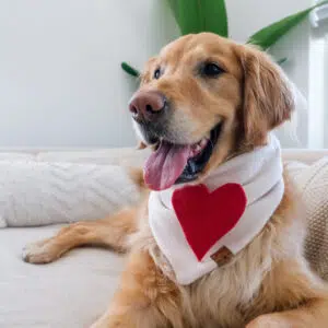 Dog Bandana Cream Love Letter