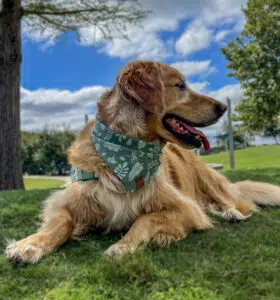 Dog Bandana Green Forest Whisper