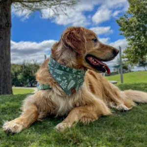 Dog Bandana Green Forest Whisper