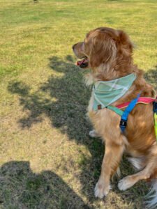 Dog Bandana Sage Green Plaid