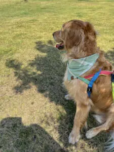 Dog Bandana Sage Green Plaid