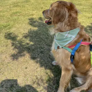 Dog Bandana Sage Green Plaid