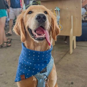 bandana-royal-blue-polka-dots-2
