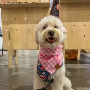 Dog Bandana | Pink Plaid Floral