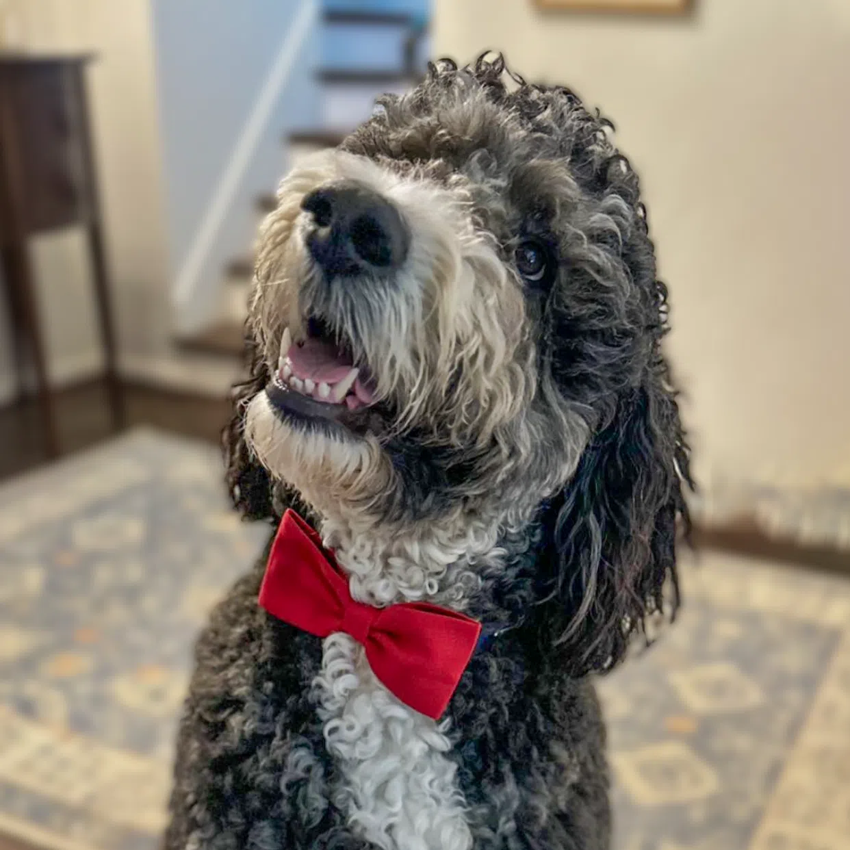 Red Linen Dog Bow Tie - photo 2