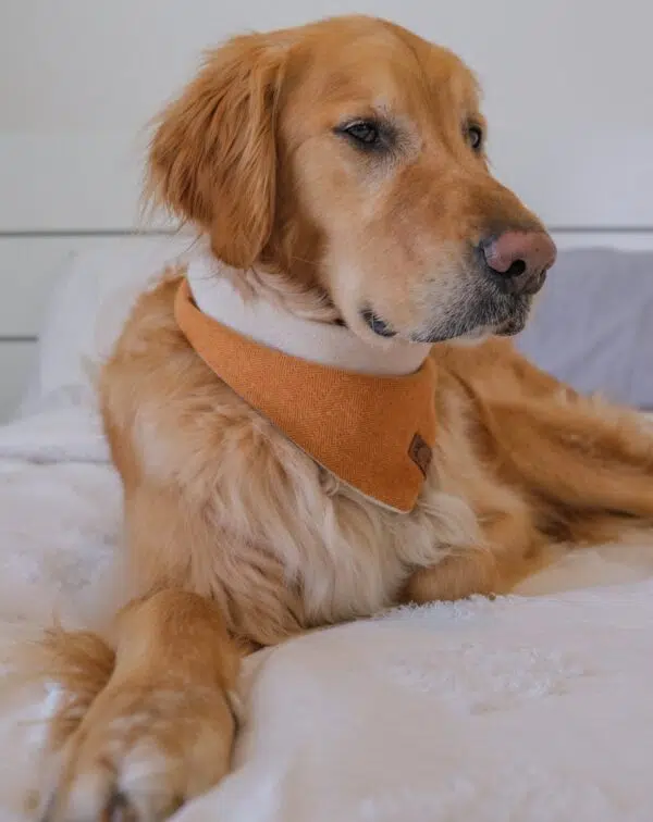 Fall dog bandanas