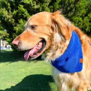 Dog Bandana Bluebonnet Corduroy