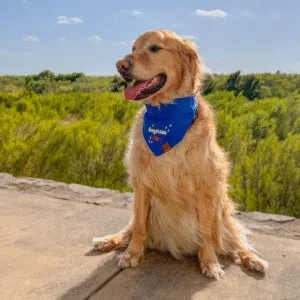 Dog Bandana American Vibes Blue 🇺🇸💙