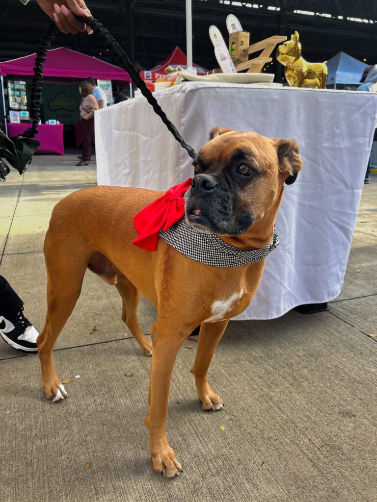 Bandana Winter Frost Black & White Houndstooth