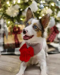 Dog Bandana Crimson Noel Red Houndstooth