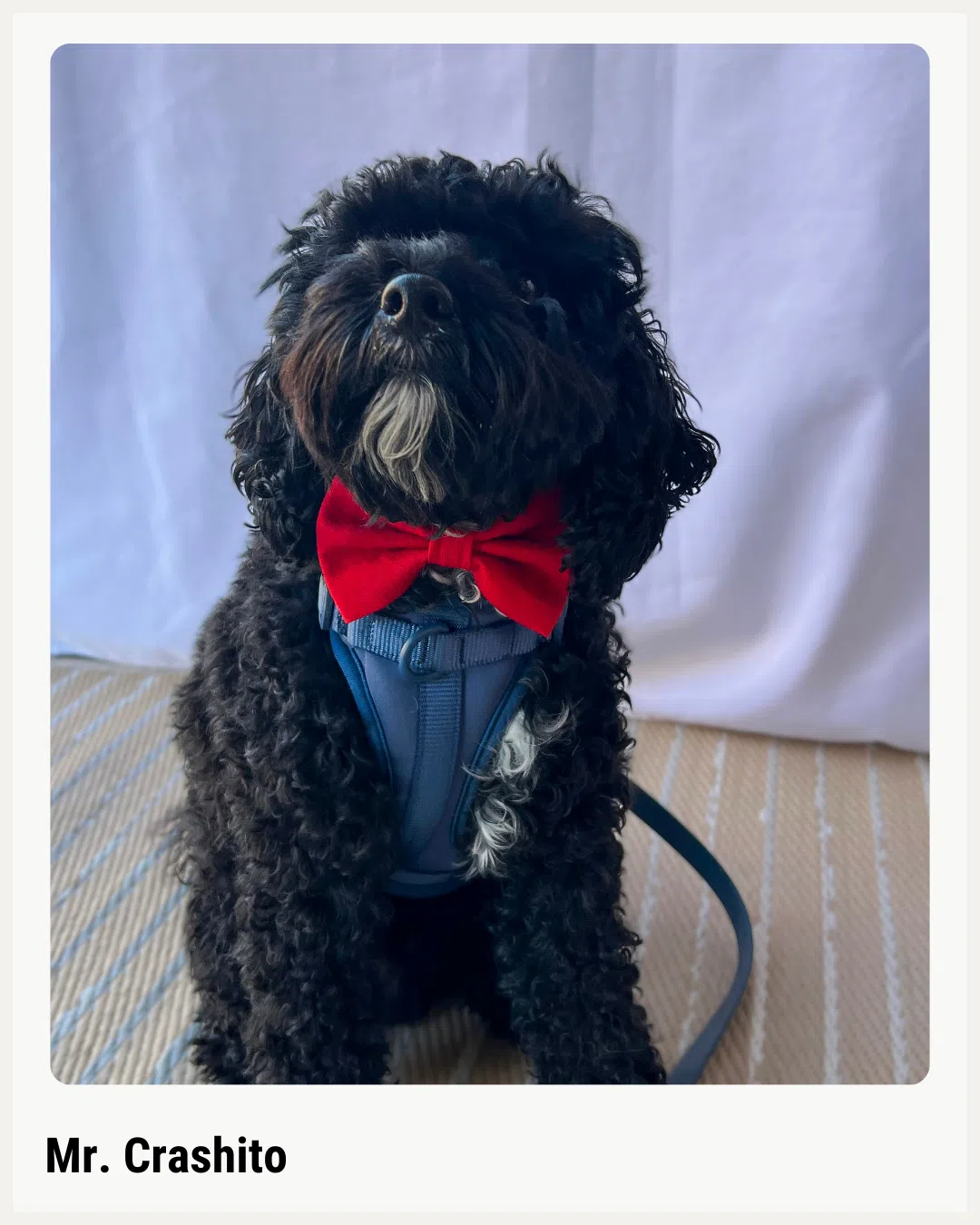 Red Linen Dog Bow Tie - photo 7