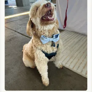 Mr. Harley - Blue corduroy bow tie