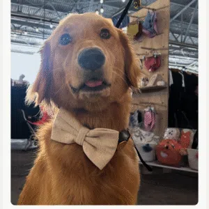 Mr. Nash - Cream bow tie