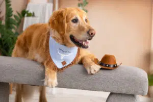 Dog Bandana – Blue Linen | Don't Mess with Texas ( Fringe )