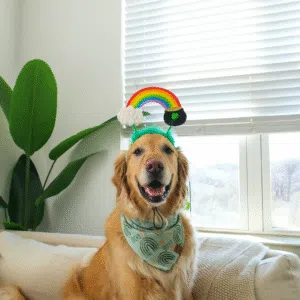 Rainbow Pot of Gold Dog Headband