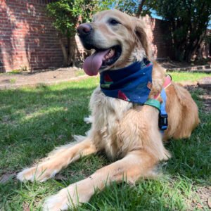 dog-bandana-navy-blue-with-watermelon
