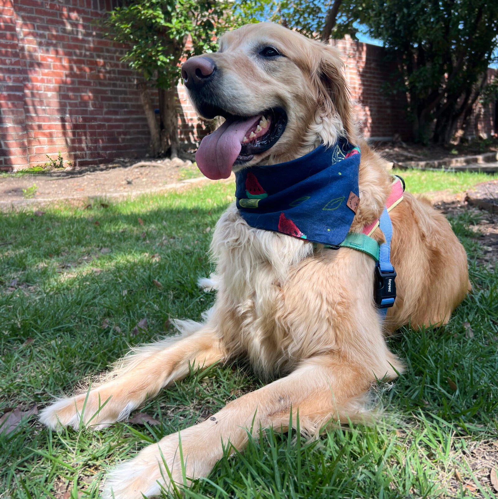 Dog Bandana – Navy Blue with Watermelon