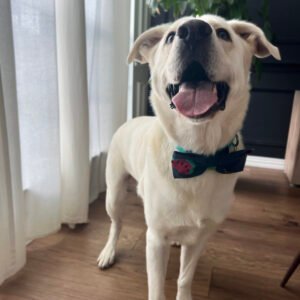 dog-bow-tie-linen-watermelon