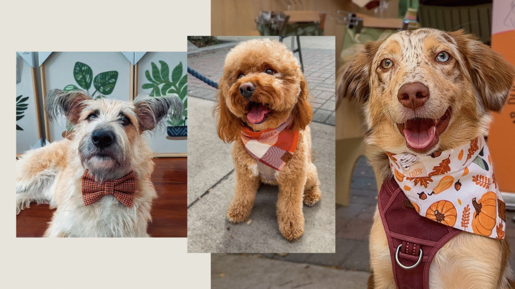 doggies wearing fall bandanas