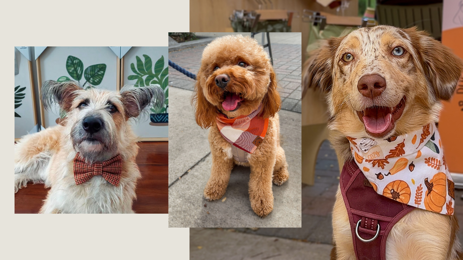 doggies wearing fall bandanas