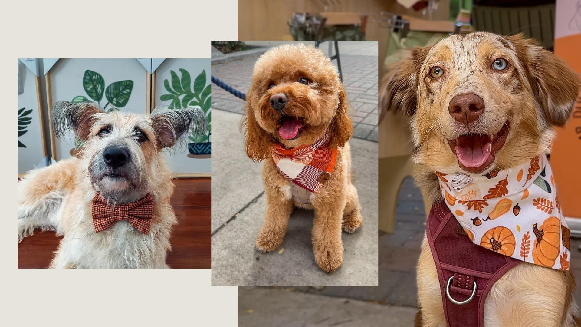 doggies wearing fall bandanas