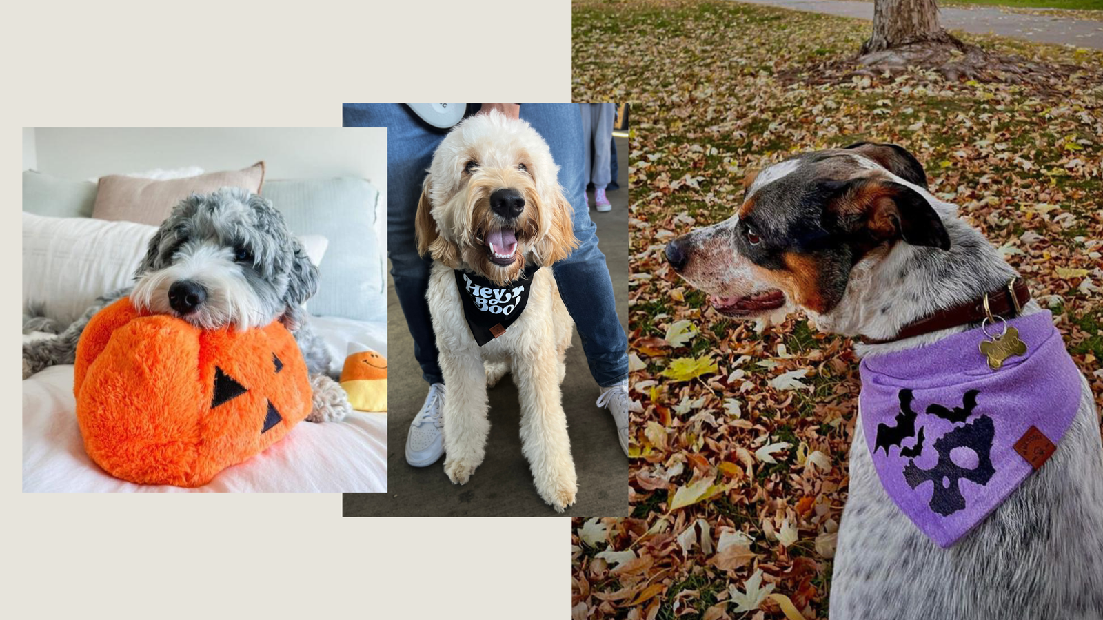 Doggy’s Halloween Collection: bandanas, bow ties and dog toys