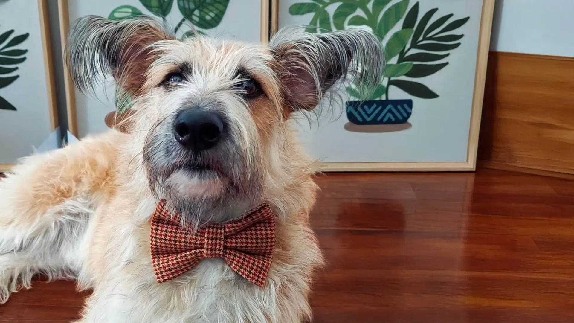 Dog wearing hi mr. doggy bow tie